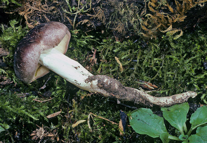 Rhodocollybia oregonensis